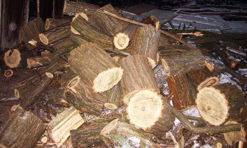 Какие штрафы предусмотрены за незаконную вырубку деревьев в лесу