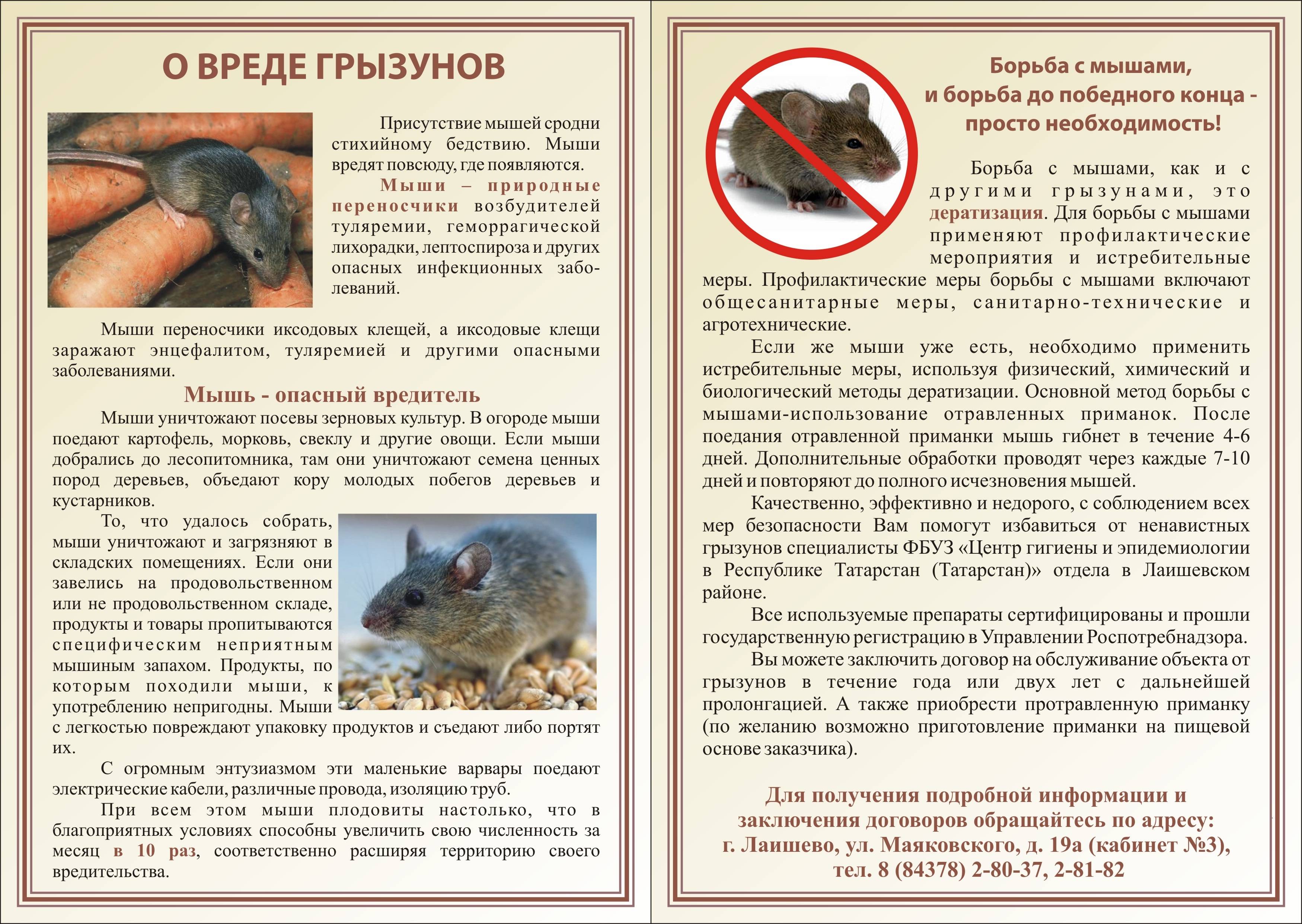 Народные методы борьбы с крысами