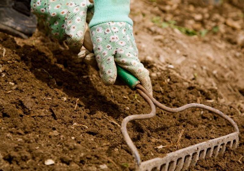 Технология и сроки известкования почвы