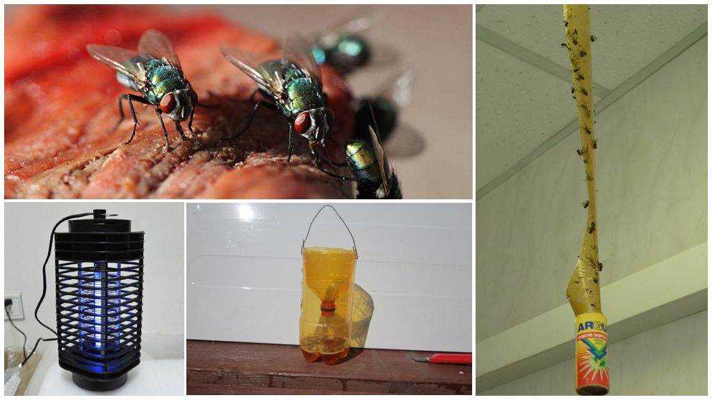 Как избавиться от пауков в частном доме и в квартире: обработка для уничтожения.