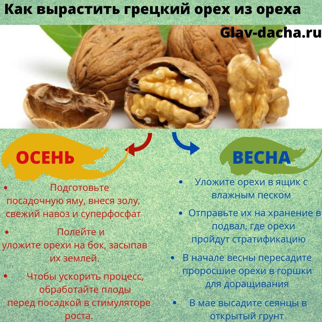 Грецкий орех: как вырастить в домашних условиях, как правильно посадить саженцы, как цветет, выращивание в средней полосе, как растет, как сажать в подмосковье
