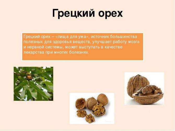 Орех грецкий: фото дерева, выращивание, посадка и уход