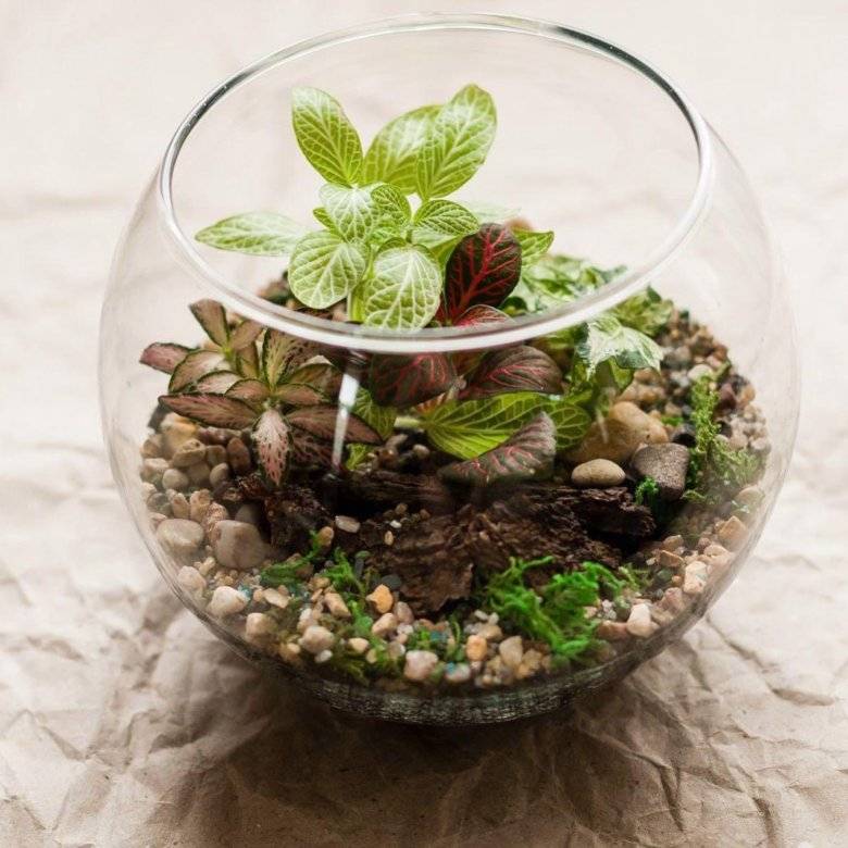 Пошаговая инструкция по созданию флорариумов своими руками или сад в аквариуме из суккулентов для начинающих