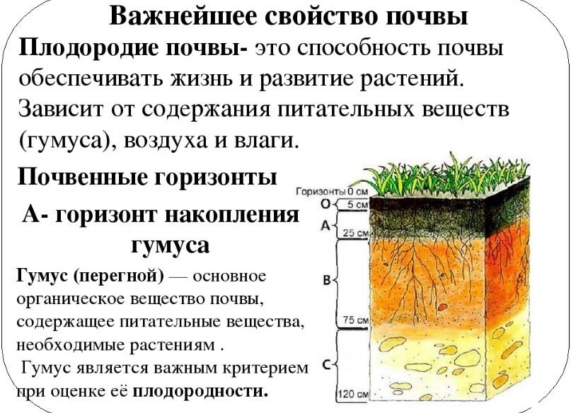 Проведение агрохимического анализа почвы — дом алые паруса