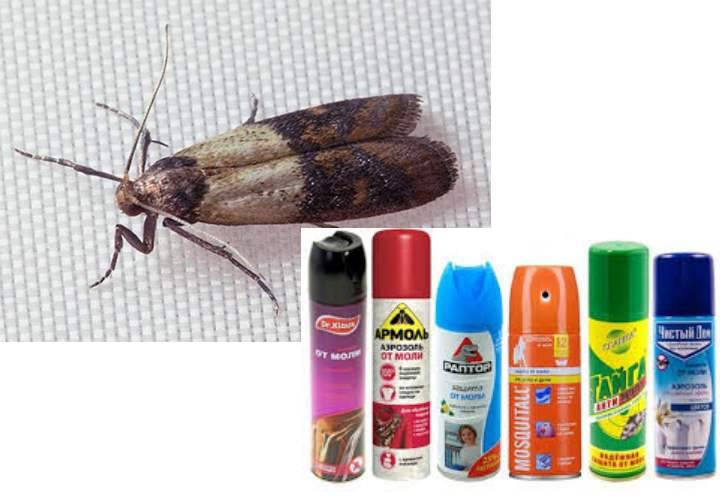 Как избавиться от моли в квартире или доме: виды насекомого вредителя, способы борьбы.