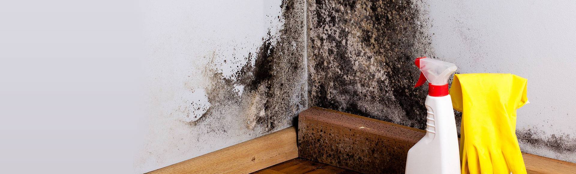 Как самостоятельно и с помощью профессионалов убрать черную плесень со стен?