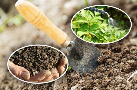 5 способов уменьшить кислотность почвы на участке