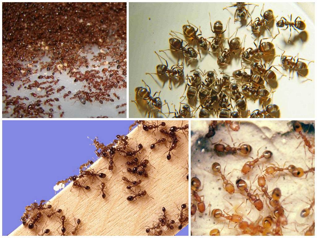 Как избавиться от рыжих муравьев в квартире или на огороде, чем можно вывести