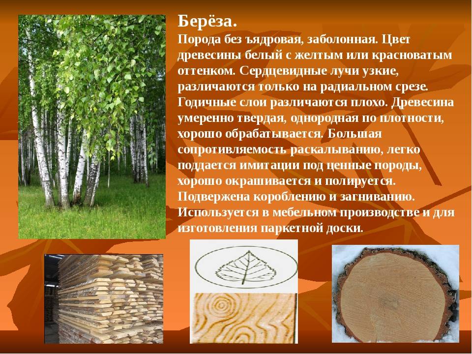 Виды древесины, их физико-механические свойства, характеристики отдельных пород