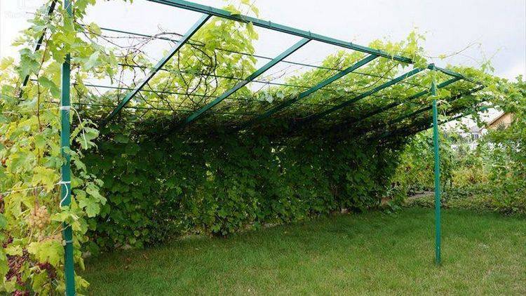 Как украсить сад с помощью навеса для винограда