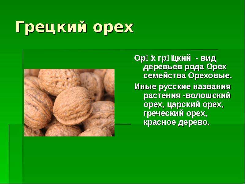 Как и где растет грецкий орех? особенности, страны и интересные факты :: syl.ru