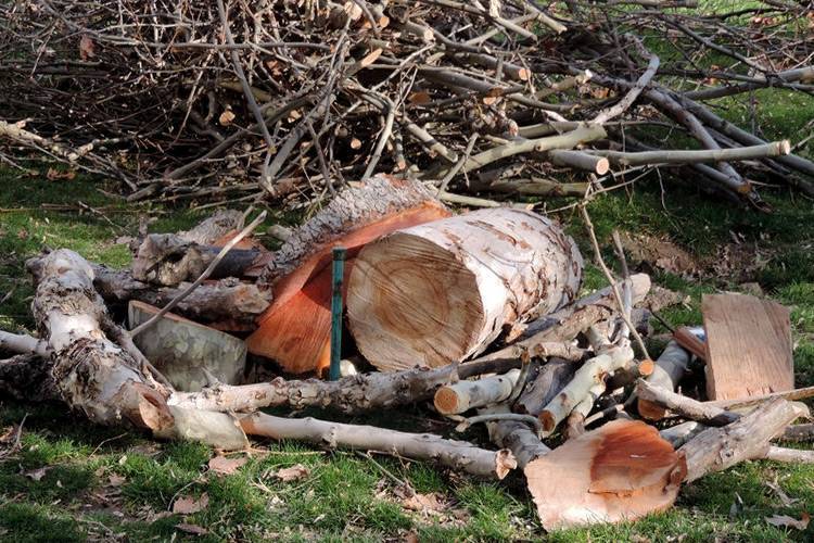Самовольная вырубка деревьев на придомовой территории: штраф за спил и посадку деревьев на своем участке