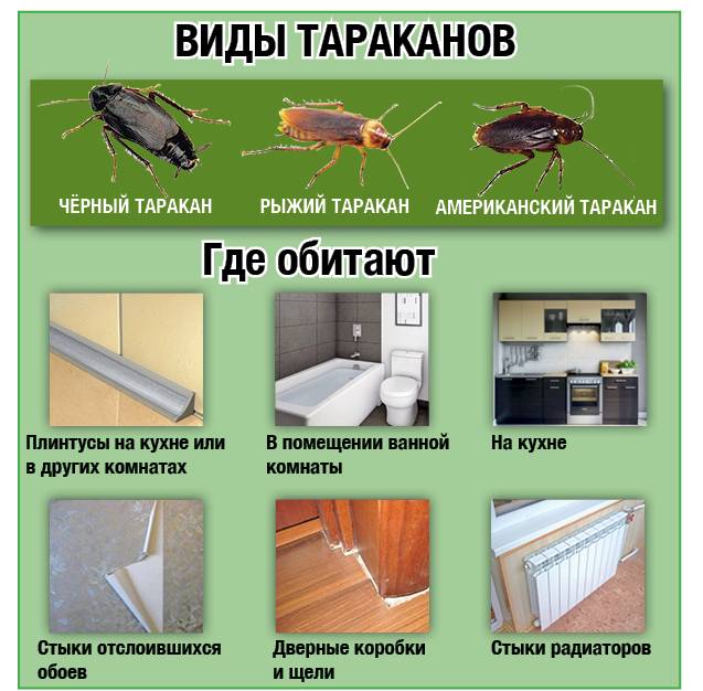 Про «дезинфекцию» от тараканов и важные правила ее проведения в квартире - сэс