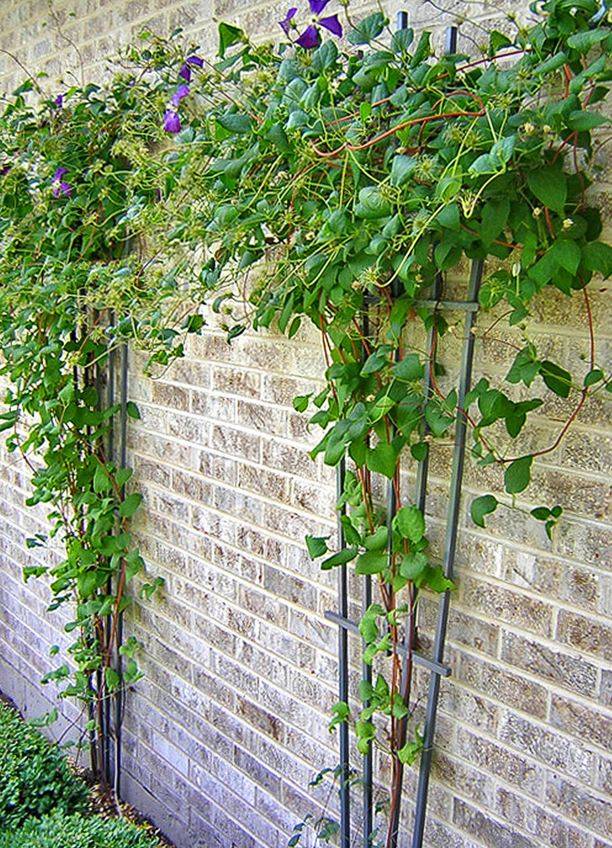 Вертикальное озеленение своими руками – опоры для вьющихся растений (садовые конструкции) в ландшафтном дизайне на даче + фото