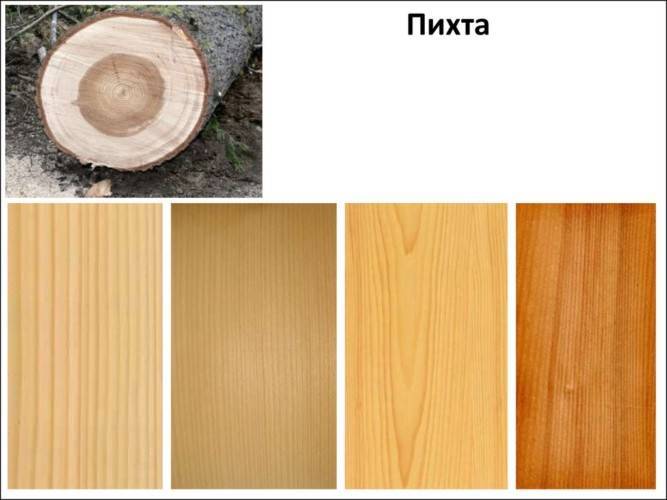 Пихта — фото и описание видов и сортов дерева, применение в ландшафтном дизайне