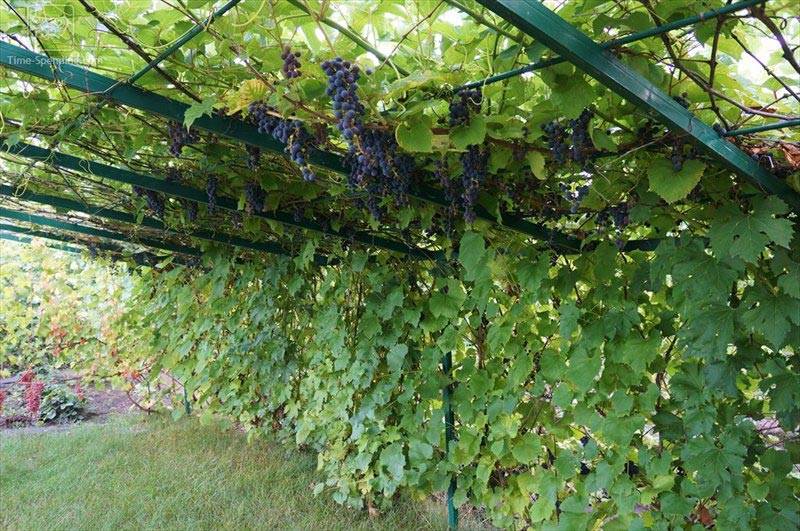 Беседка для винограда своими руками: как правильно обрезать и формировать, этапы постройки