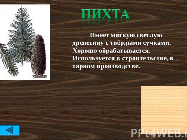 Пихта: описание дерева, виды, отличия от ели, в ландшафтном дизайне