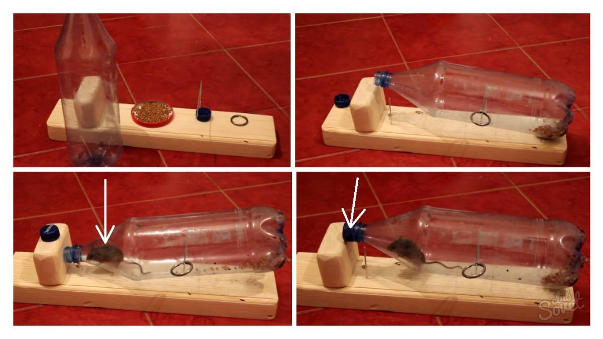 Как сделать мышеловку из пластиковой бутылки своими руками + Видео