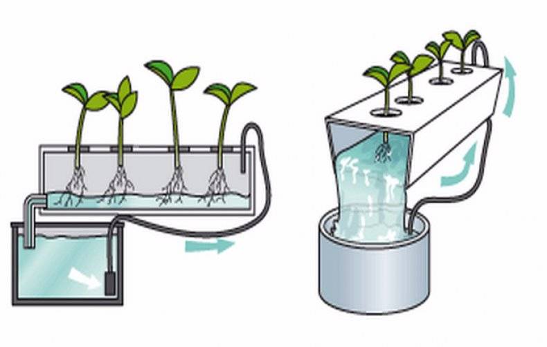 Преимущества и методы выращивания растений на гидропонике — ботаничка