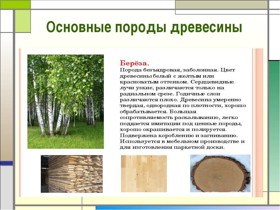 Породы древесины: таблица, виды, классификация