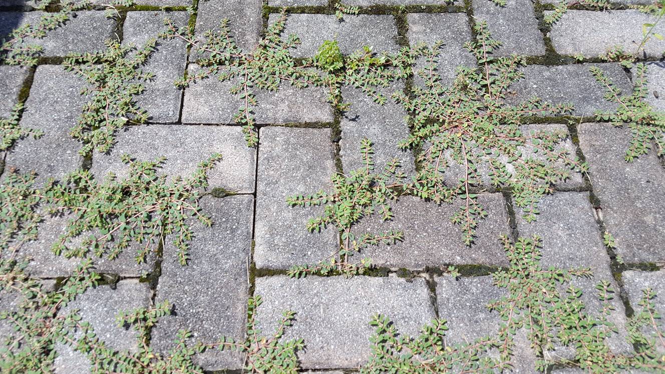 Как избавиться от травы в швах тротуарной плитки — борьба с сорняками на дорожках