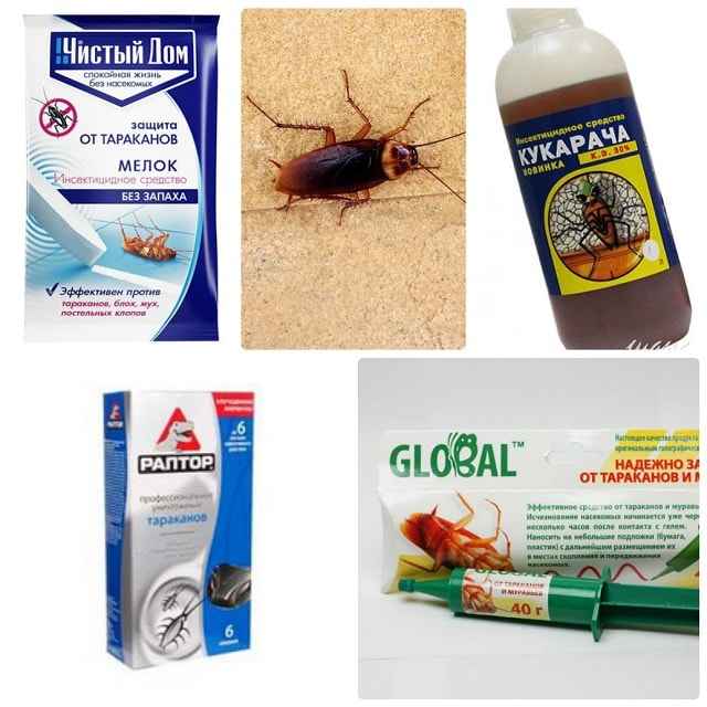 Народное средство от тараканов: как избавляются от вредителей проверенными способами и рецептами