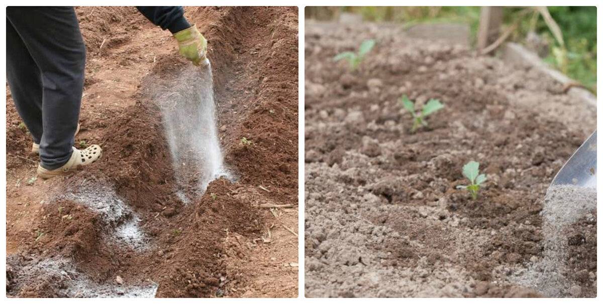 Особенности известкования почвы: нормы, сроки проведения и требования
