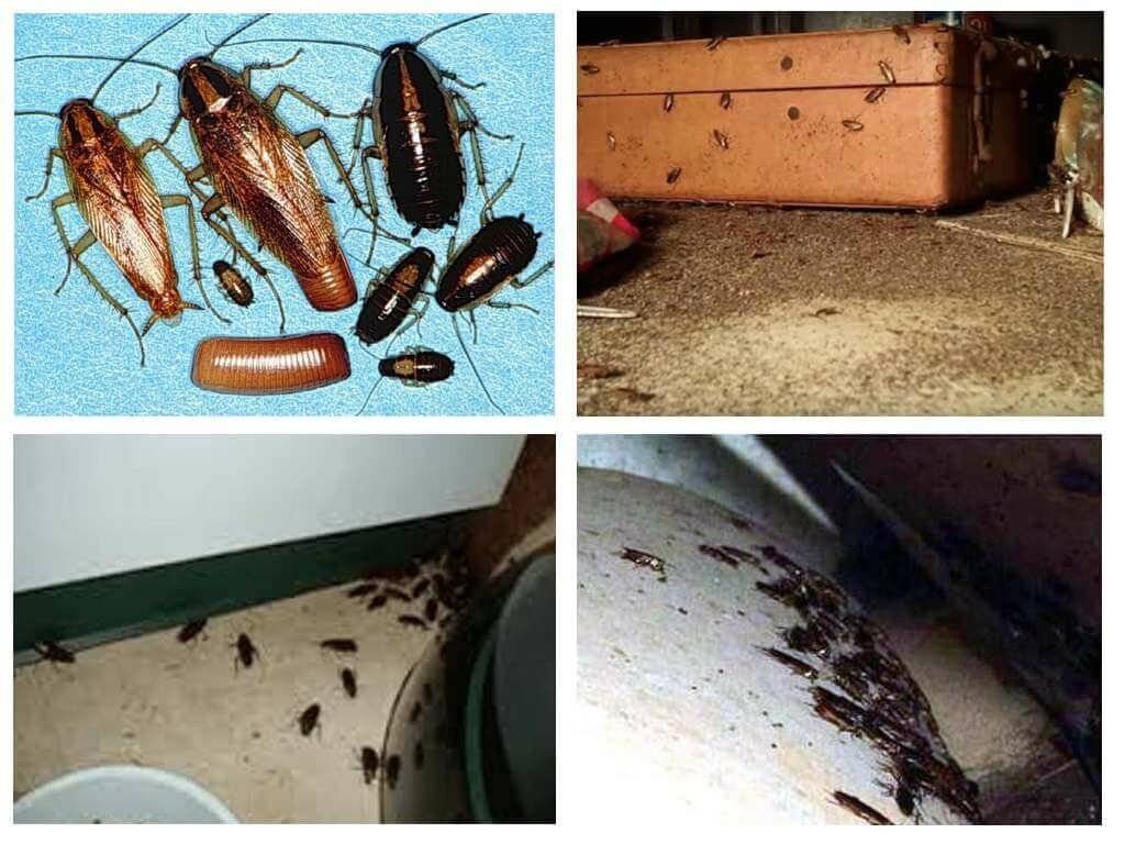 Как избавиться от тараканов навсегда в квартире в домашних условиях