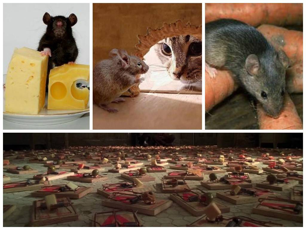 Как избавиться от крыс и мышей в частном доме? народные советы
