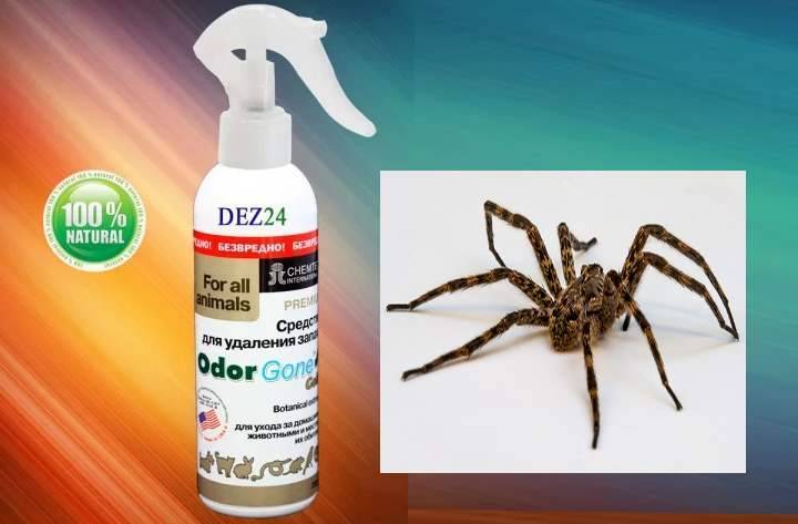 Как своими силами избавиться от пауков в доме: стандартные и народные методы борьбы с вредителями
