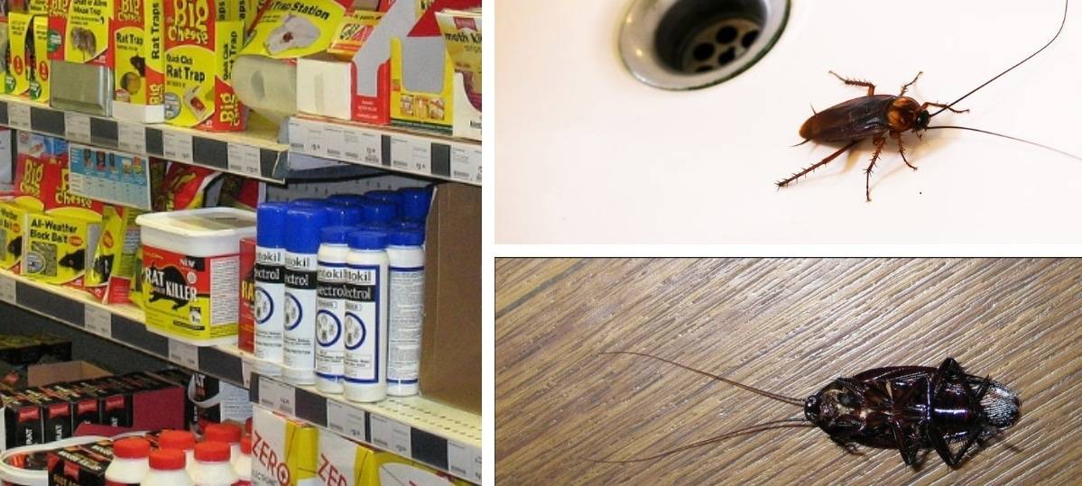 Как избавиться от насекомых в вашем доме с помощью заговоров