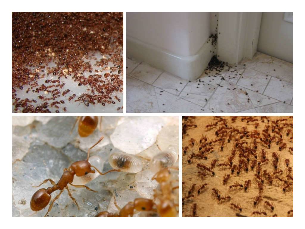 Средства от муравьев в квартире и частном доме - избавиться народными средствами, отзывы