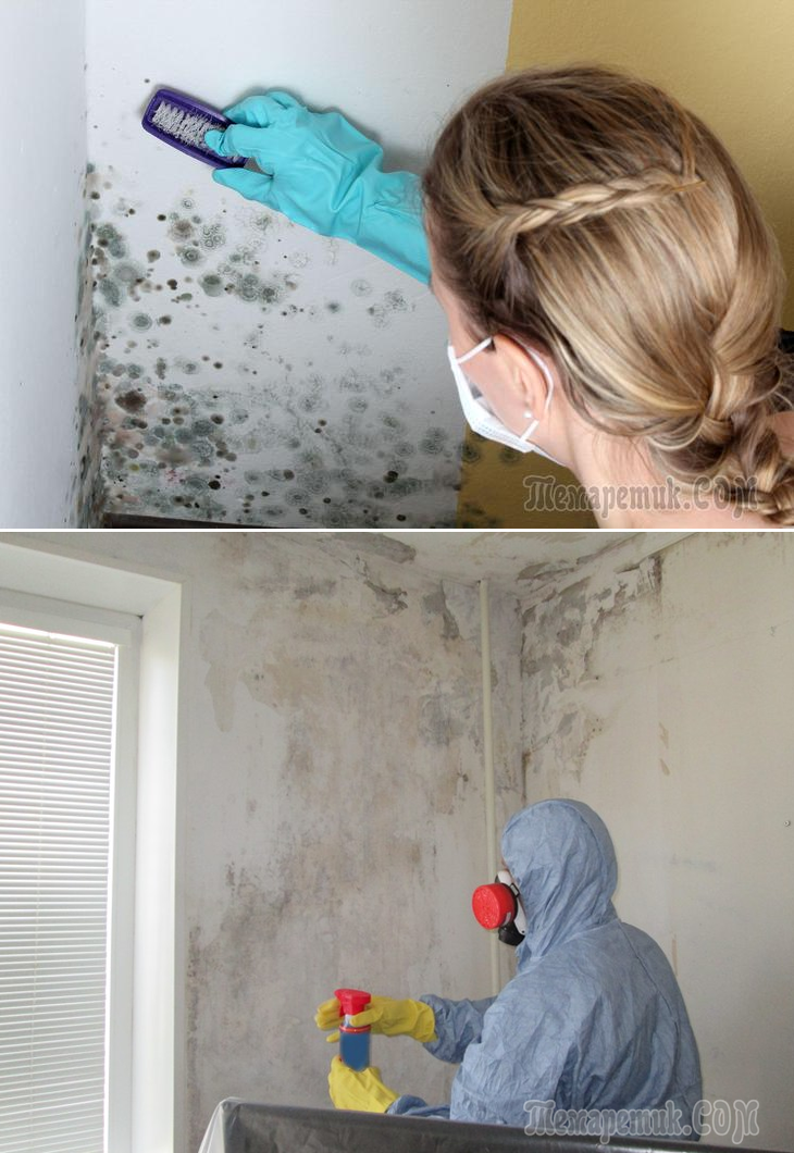 Как убрать плесень в квартире: со стен в комнатах, в домашних условиях