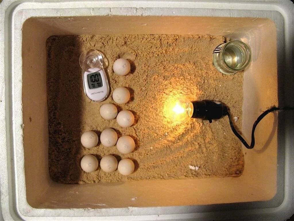 Инкубатор для яиц своими руками: как сделать в домашних условиях инкубатор из пенопласта и других материалов
