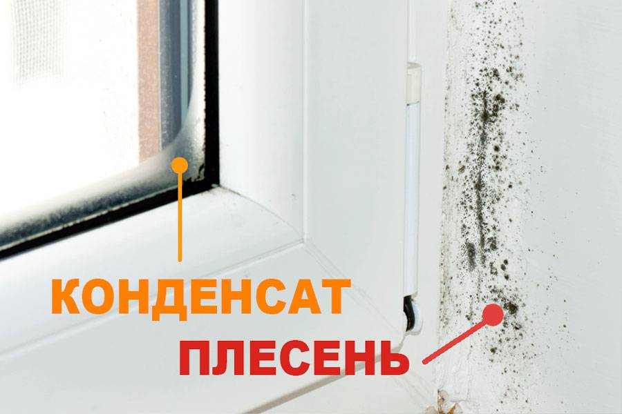 Что делать, если под полом сырость и плесень? | статья на бизнес-портале elport.ru