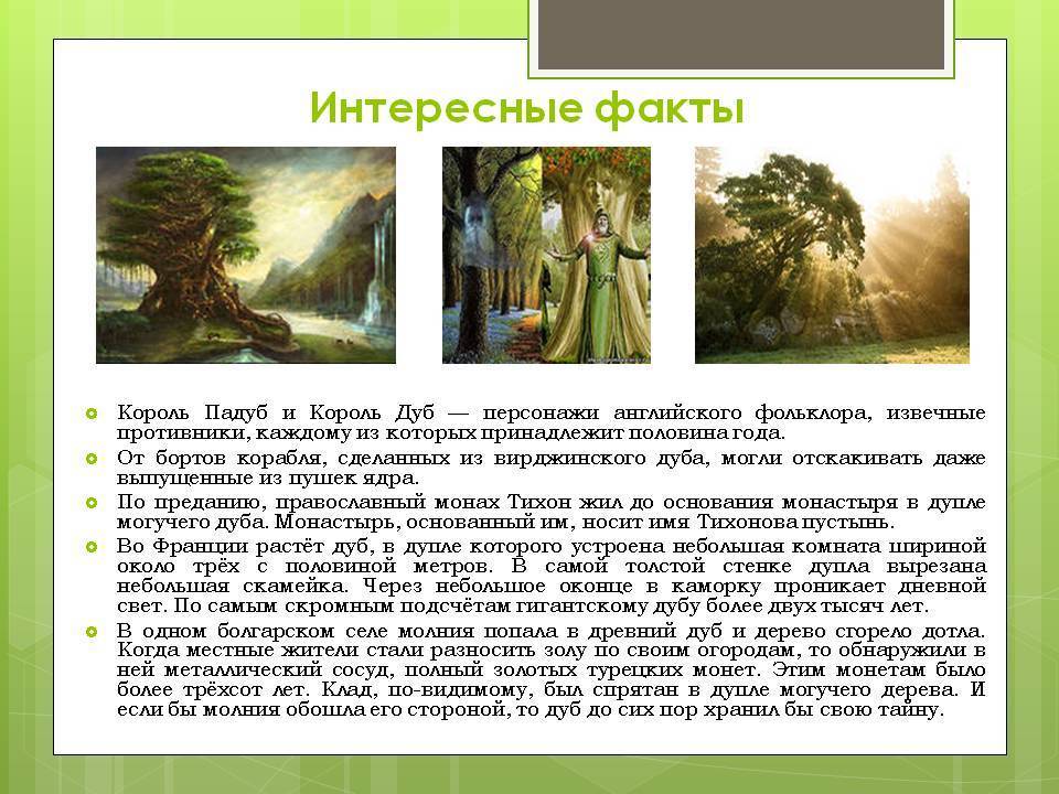 Необычные и интересные факты – информация о дереве дуб и его древесине