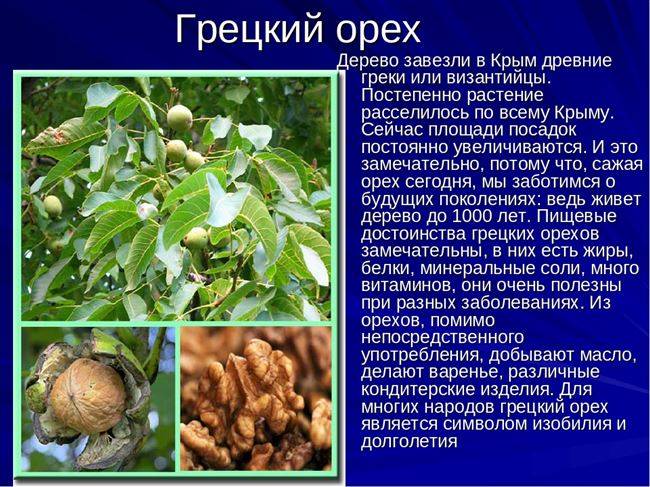 Дерево орех - описание, реальные фотографии, польза и вред для организма
