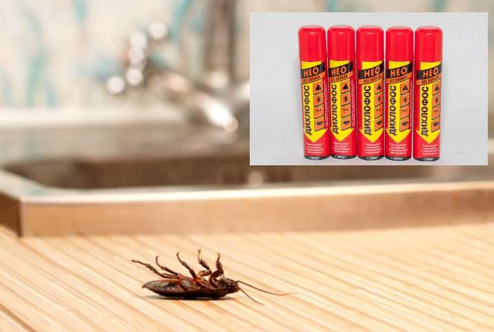 Как избавиться от тараканов в квартире навсегда: химические препараты, народные способы