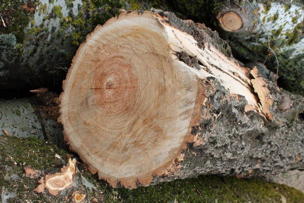 Виды древесины и характеристика пиломатериалов