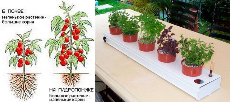 Преимущества и методы выращивания растений на гидропонике