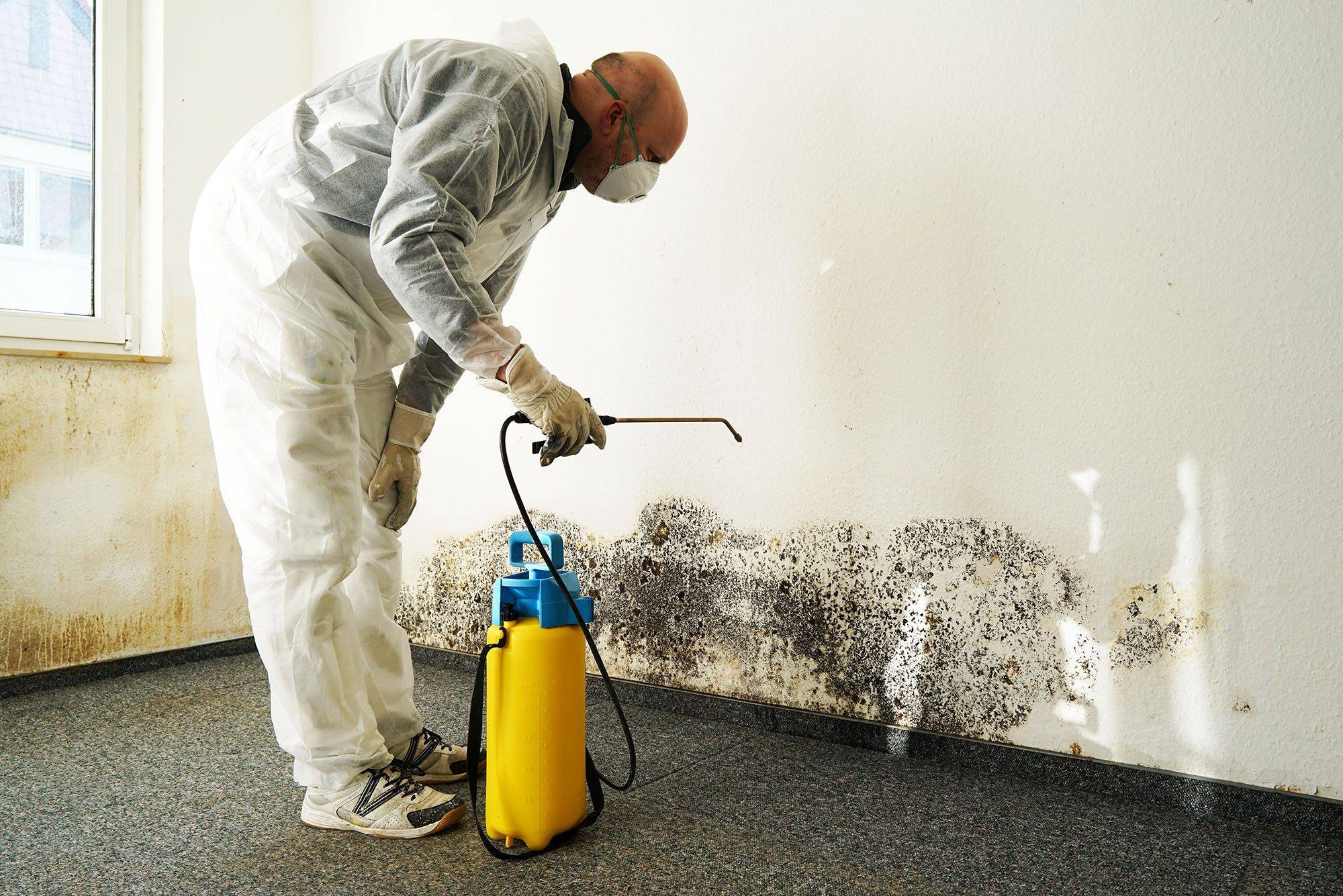 Как удалить черную плесень со стен в комнате или квартире: вывести грибок домашними средствами, как удалить при помощи специальных составов?