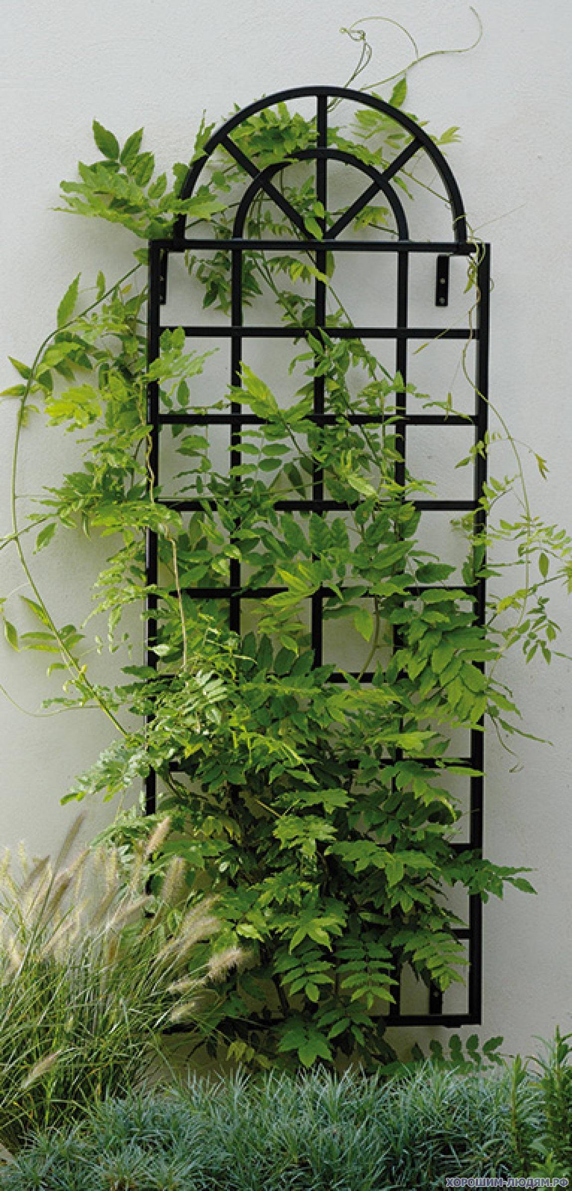 Растения для вертикального озеленения внутри помещения (40 фото) | онлайн-журнал о ремонте и дизайне