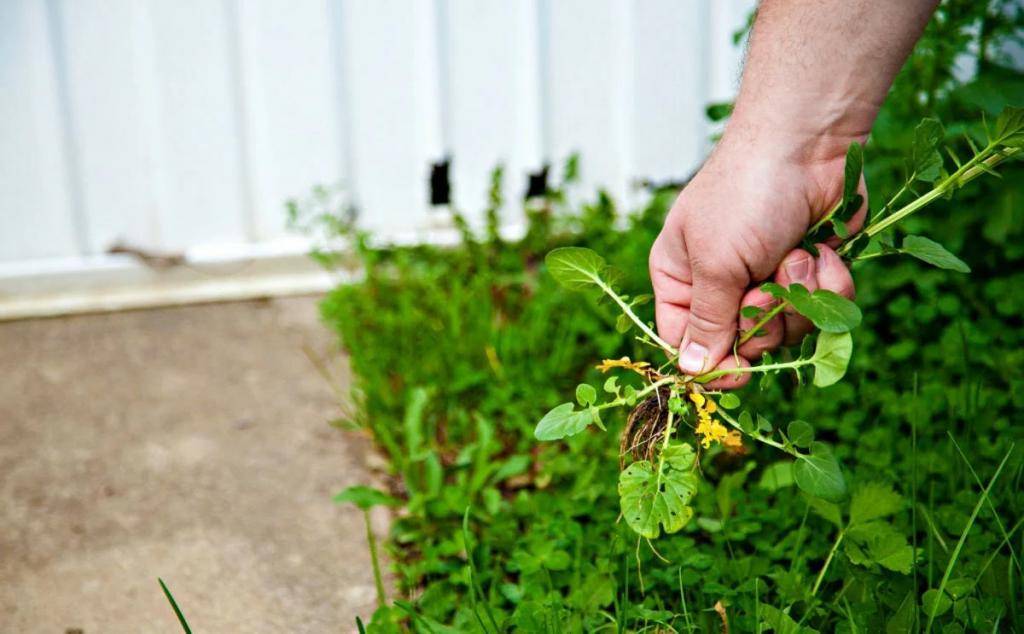 Гербициды для газона от сорняков: лучшие препараты для борьбы с сорными растениями