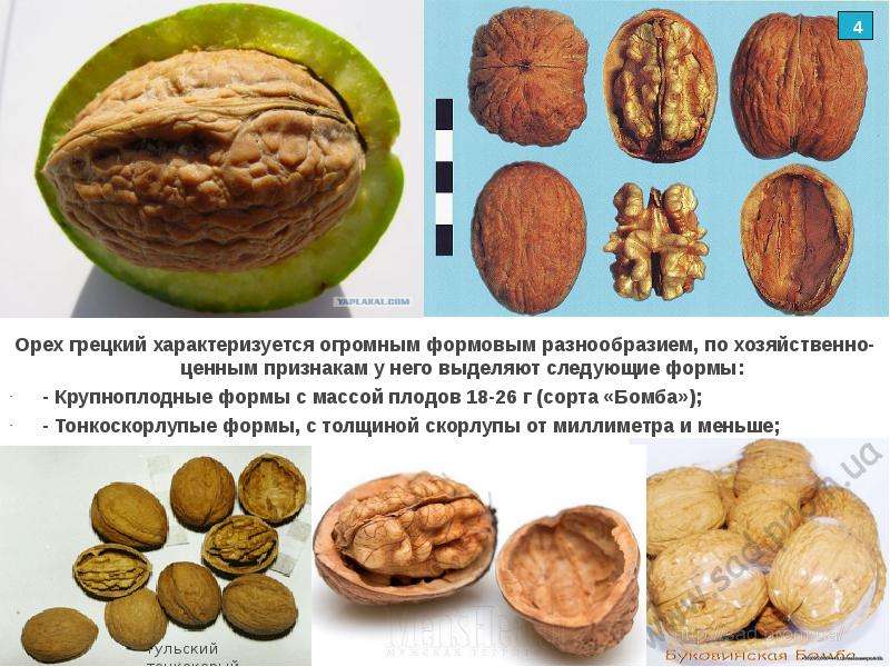 Грецкий орех в природе