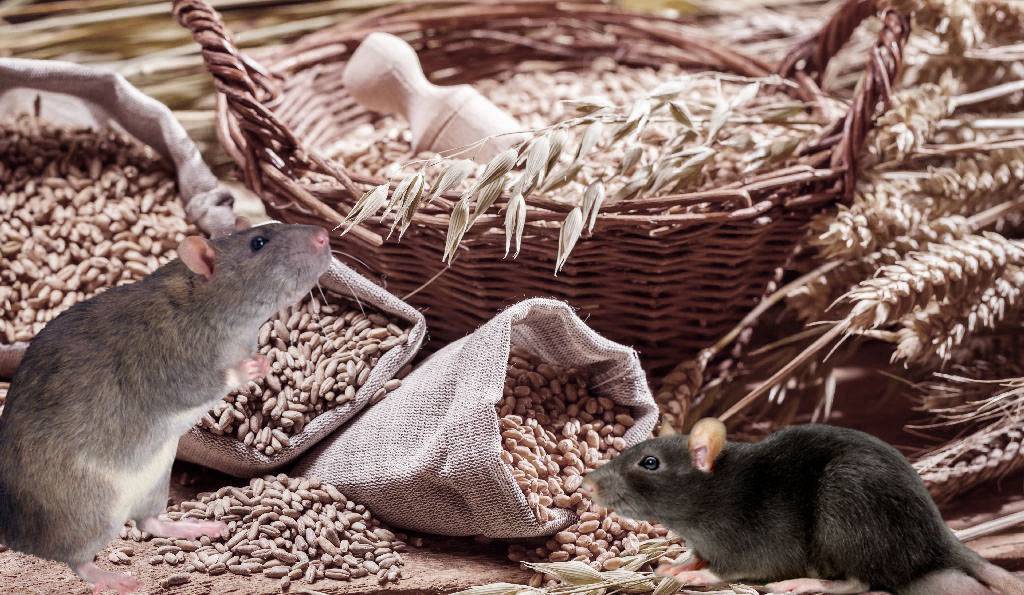 Лучшие способы избавиться от крыс в сарае: отравы, народные методы