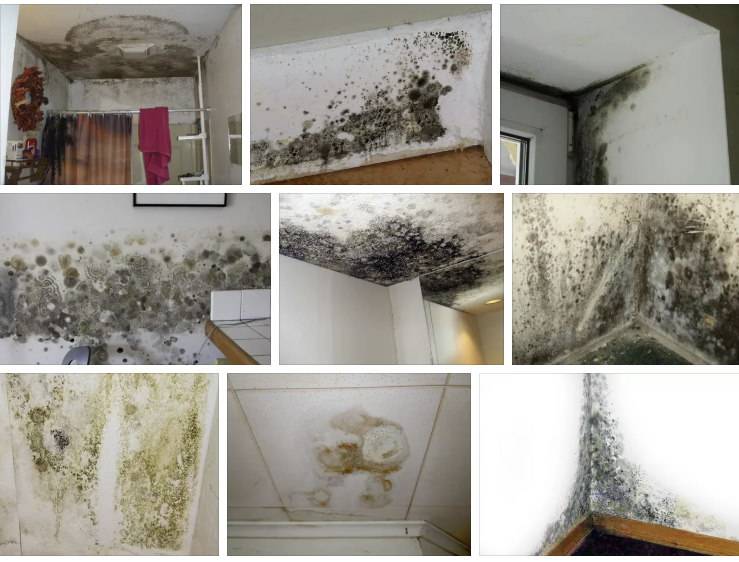 Как навсегда удалить грибок со стен в ванной и других помещениях в квартире: причины появления, виды плесени, способы борьбы и профилактика |+отзывы