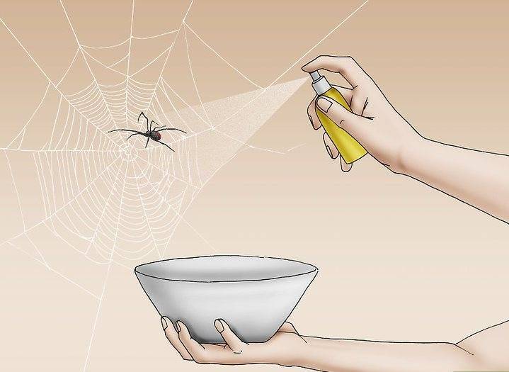 Как избавиться от пауков в квартире, частном доме