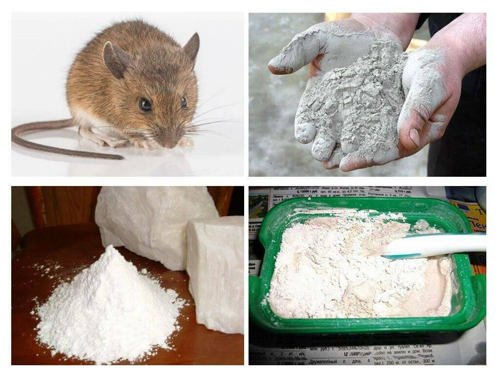 Как избавиться от крыс в доме и на участке