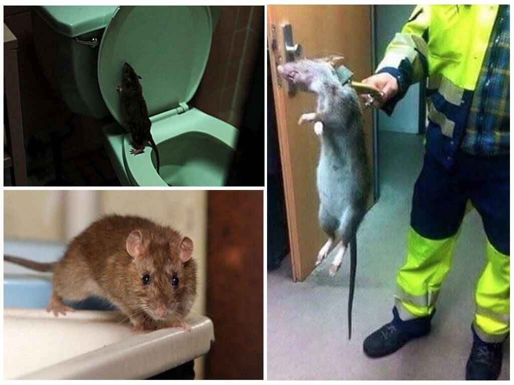 Как вывести мышей из частного дома