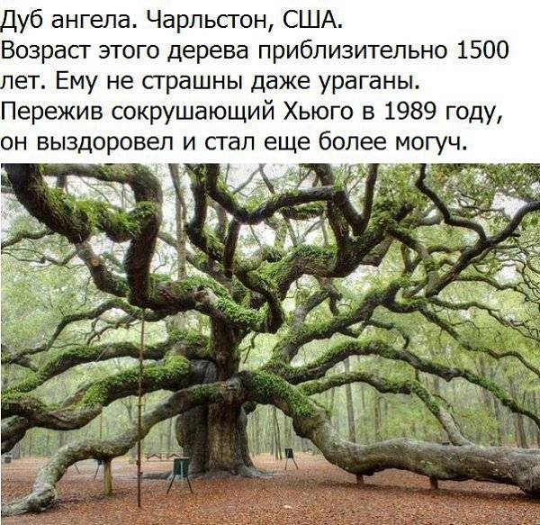 Интересные факты о дереве дуб | vivareit